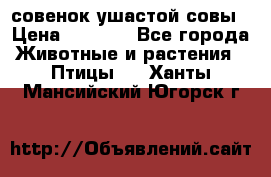 совенок ушастой совы › Цена ­ 5 000 - Все города Животные и растения » Птицы   . Ханты-Мансийский,Югорск г.